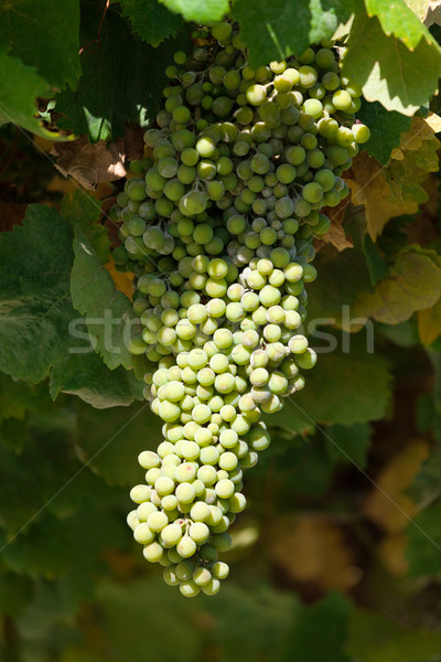 Haufen grünen Trauben Weinrebe Weinberg Essen Stock foto © Discovod