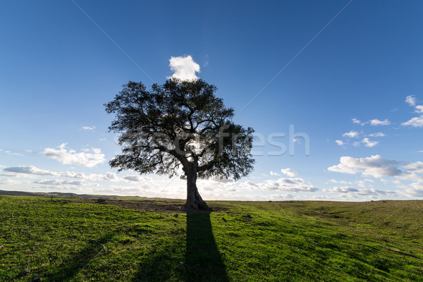 Beautiful Landscape with a Lonely Tree, sun backlit Stock photo © Discovod