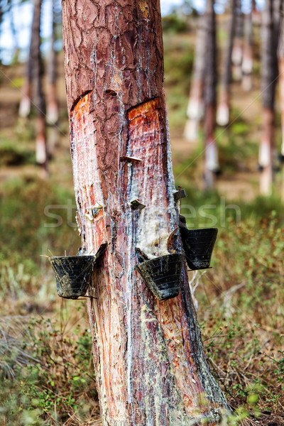 Collect Pine Resin in Plastic Containers Stock photo © Discovod