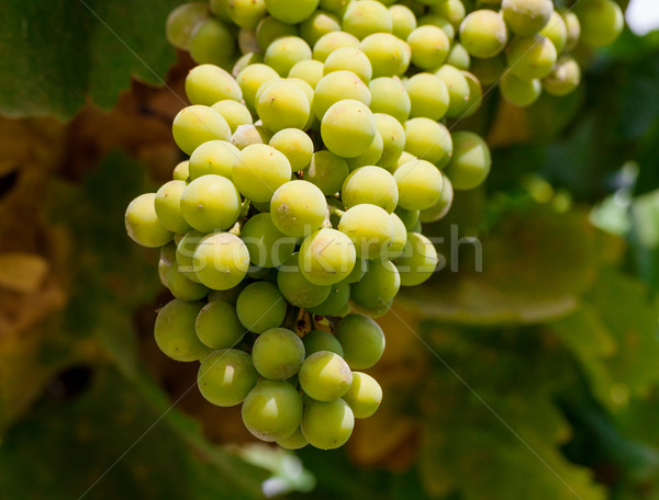 Bunch of green grapes on grapevine in vineyard Stock photo © Discovod