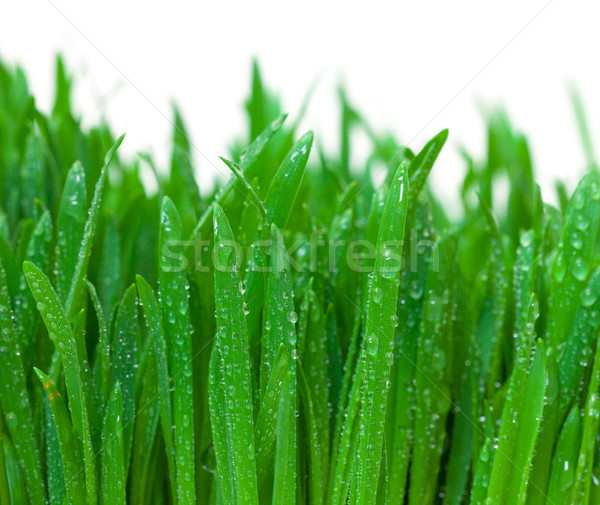 Erba verde rugiada primo piano bianco erba natura Foto d'archivio © Discovod
