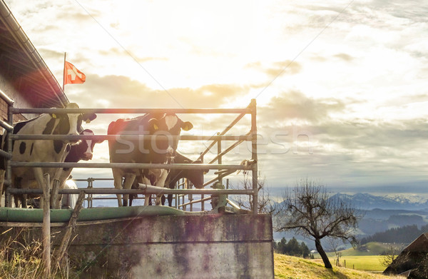Sereg tehenek bent Svájc farm hegyek Stock fotó © DisobeyArt