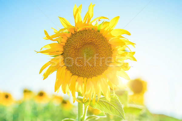 Field of blooming sunflowers with back sun light - Agricolture,f Stock photo © DisobeyArt
