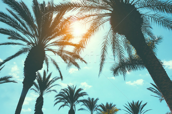 Palmiers plage tropicale texture nature fond été [[stock_photo]] © DisobeyArt