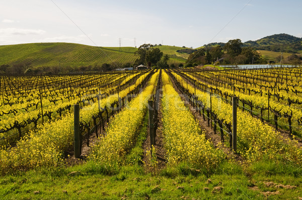 Moutarde plantes vignes région printemps fruits [[stock_photo]] © disorderly