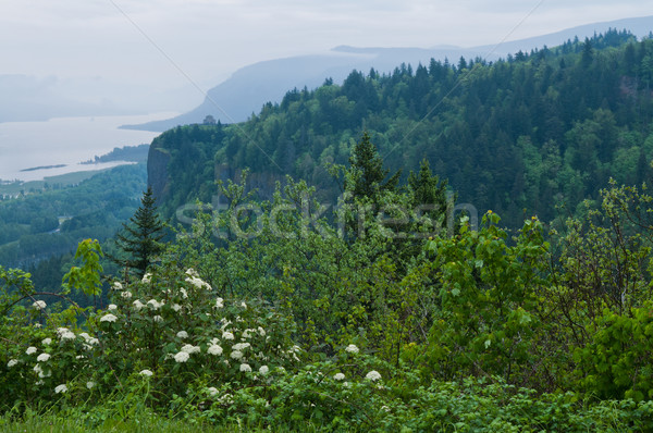 Columbia Gorge Stock photo © disorderly