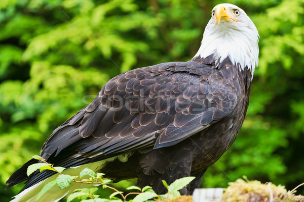 Foto stock: Águia · norte · americano · careca · em · pé