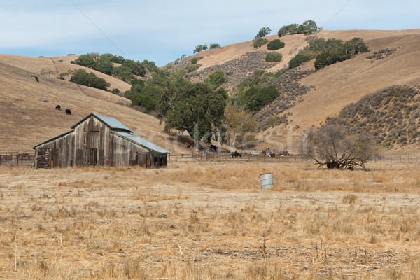 Fienile bovini erba vacche California Foto d'archivio © disorderly