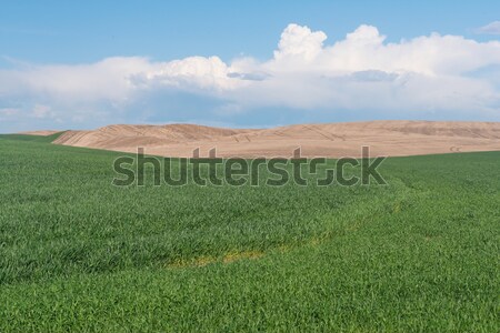 Granero campos trigo campo edificios agricultura Foto stock © disorderly