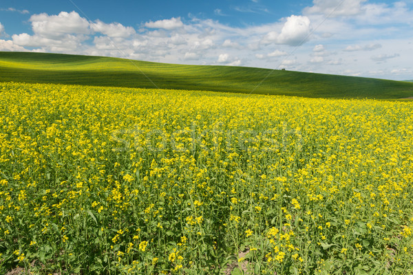 Collines couvert fleurs ferme usine Washington Photo stock © disorderly