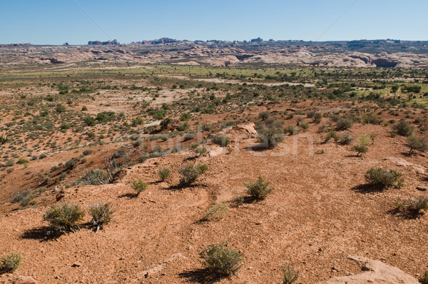 Desert Stock photo © disorderly