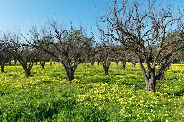 Spring flowers Stock photo © disorderly