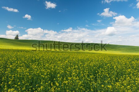 Collines couvert fleurs ferme usine Washington Photo stock © disorderly