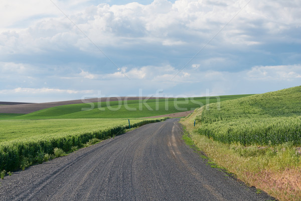 гравийная дорога полях пшеницы лакросс Вашингтон холмы Сток-фото © disorderly