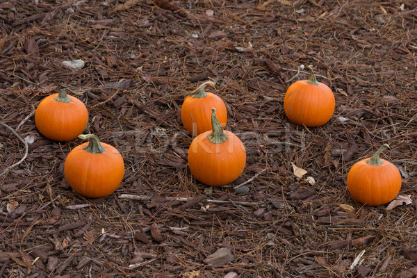 Pumpkins Stock photo © disorderly