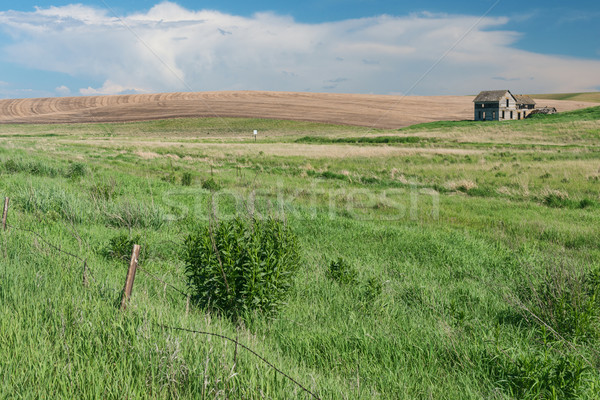 Imagine de stoc: Hambar · domenii · grâu · câmp · clădirilor · agricultură