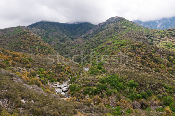 セコイア 公園 3  河川 カリフォルニア 風景 ストックフォト © disorderly