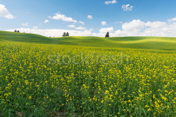 Canola Stock photo © disorderly