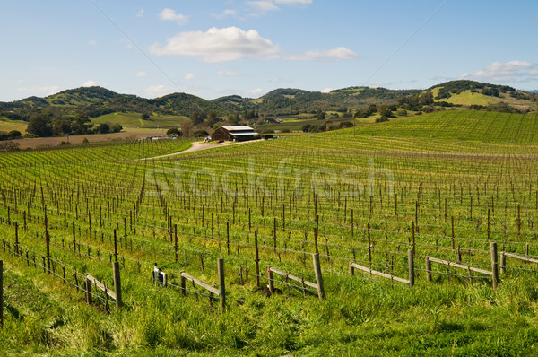 Vineyard Stock photo © disorderly