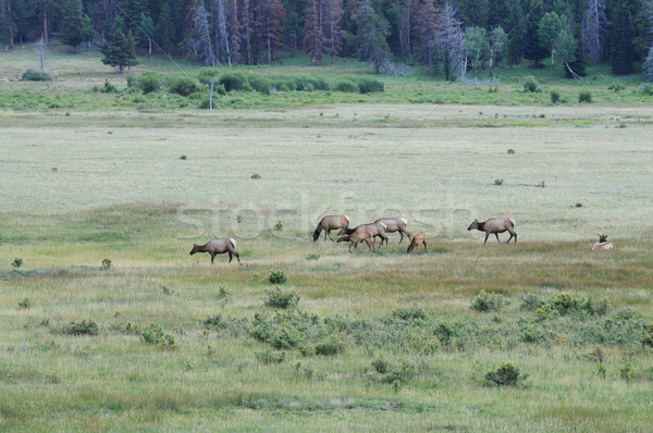 Elk Stock photo © disorderly