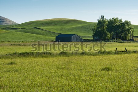 Wheat fields Stock photo © disorderly
