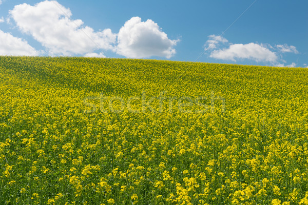 Collines couvert fleurs ferme usine Washington Photo stock © disorderly