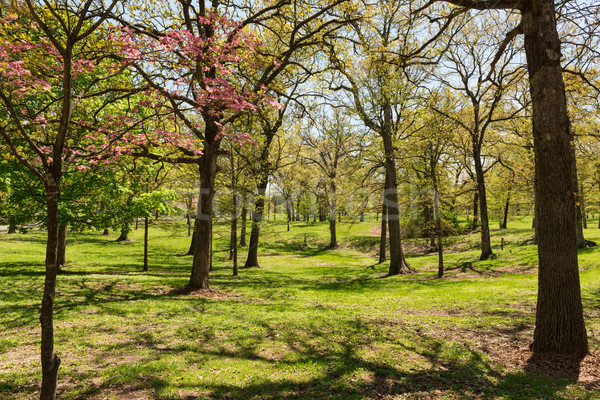 весны деревья Blossom парка Сток-фото © disorderly