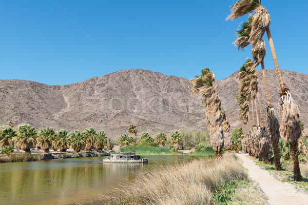 Oásis deserto árvores lago palmeiras palms Foto stock © disorderly