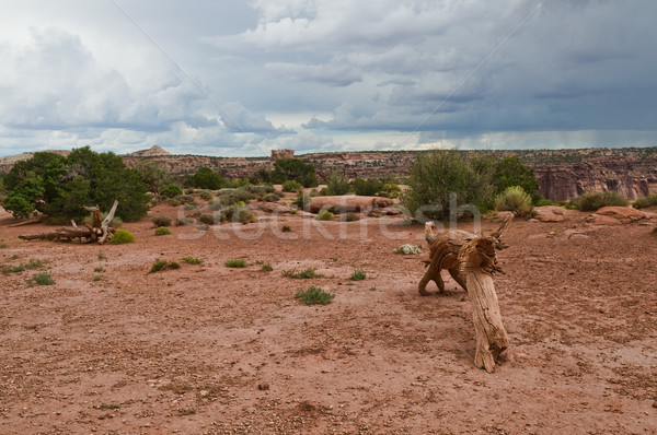 Desert Stock photo © disorderly