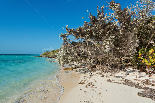 Beach Stock photo © disorderly