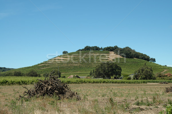 Stock photo: Hillside vineyard