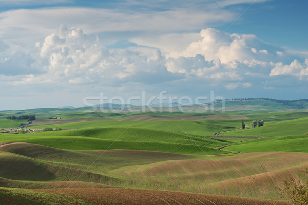 Dealuri acoperit grâu domenii fermă agricultură Imagine de stoc © disorderly