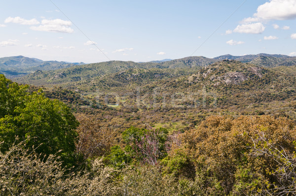 Stok fotoğraf: Manzara · sekoya · park · porsuk