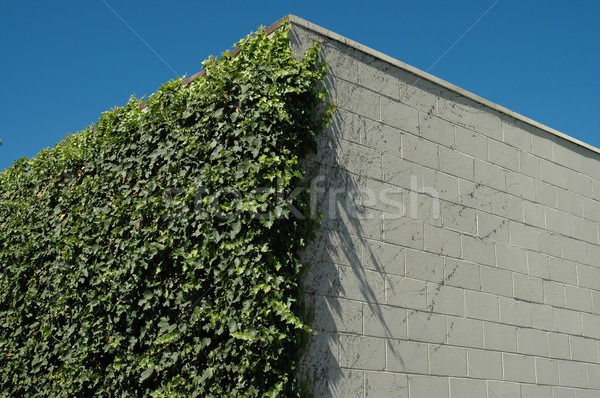 Sarmaşık beyaz bloklar duvar dağ görmek Stok fotoğraf © disorderly