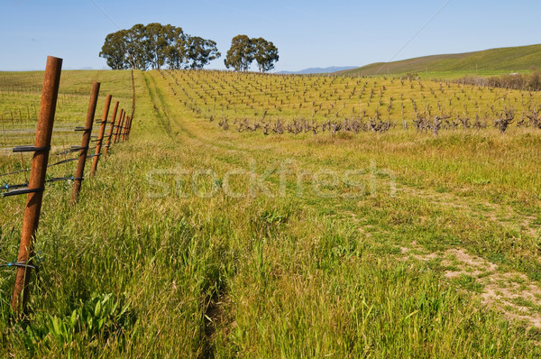 Vineyard Stock photo © disorderly