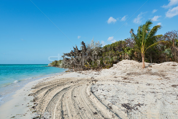 Plajă nisip alb mare copaci nisip valuri Imagine de stoc © disorderly