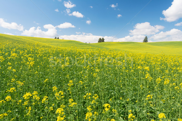 холмы покрытый цветы области фермы завода Сток-фото © disorderly