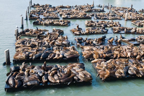 Sea lions Stock photo © disorderly
