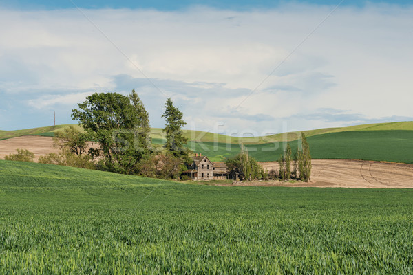 Farmhouse Stock photo © disorderly