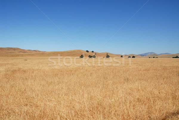 Grassy field Stock photo © disorderly