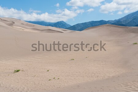 Sand dunes Stock photo © disorderly