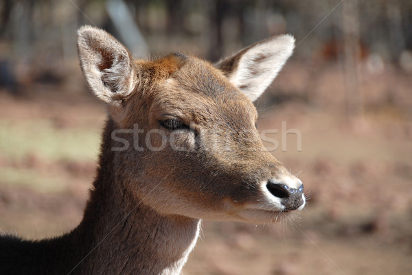 Deer Stock photo © disorderly