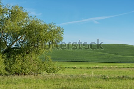 Rolling hills Stock photo © disorderly