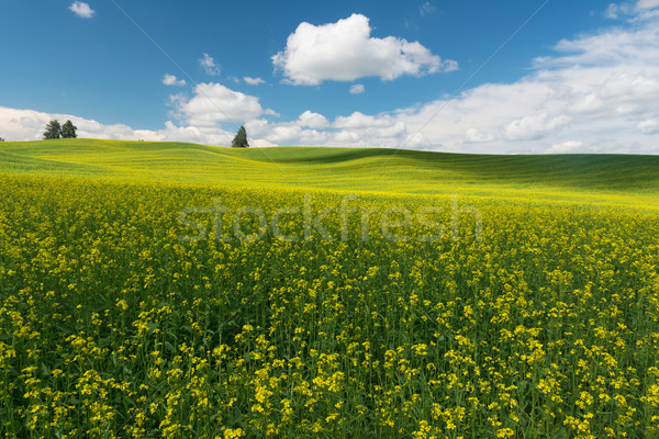 Canola Stock photo © disorderly