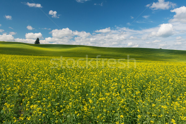 Collines couvert fleurs ferme usine Washington Photo stock © disorderly