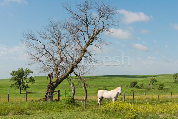 Horse Stock photo © disorderly