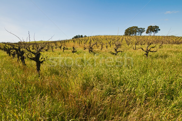 Vineyard Stock photo © disorderly