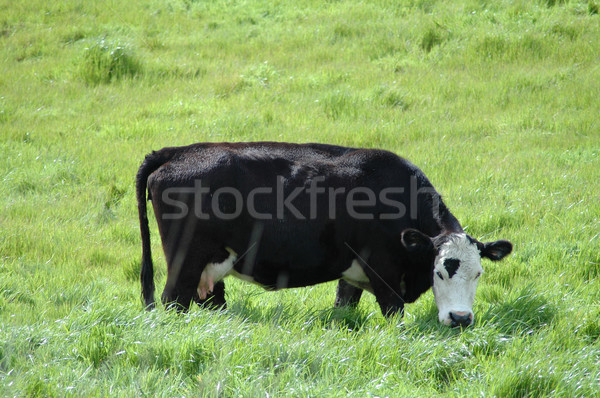 Expresiv vacă iarbă vizionarea Imagine de stoc © disorderly