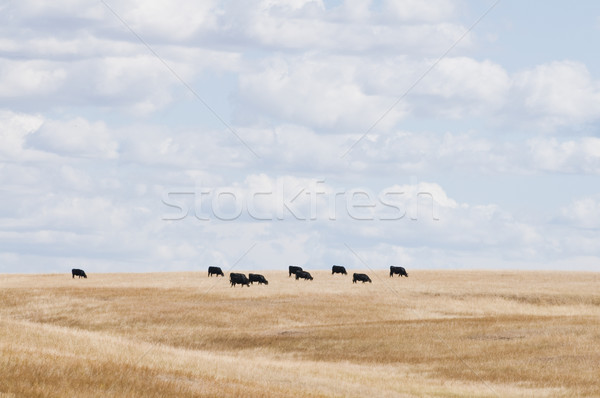 牛 群れ 丘 サウスダコタ州 フィールド ストックフォト © disorderly