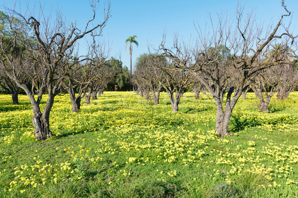 Frühlingsblumen unfruchtbar Obst Bäume Gras Bauernhof Stock foto © disorderly